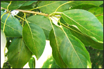 Balsam