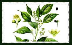 Camphor plant