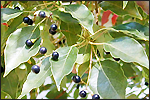 Camphor
