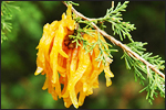 Cedar