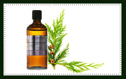 Cedar Wood Essential Oil