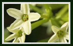 Cestrum Nocturnum 