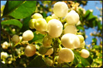 Cestrum nocturnum