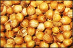 Coriander