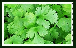 Coriander 