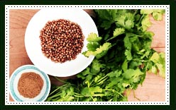 Coriander 