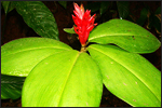 Costus