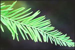 Cypress