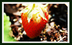 Garden Strawberry