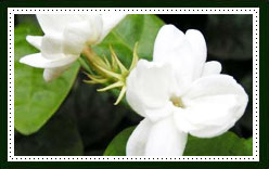 Jasmine Essential Oil