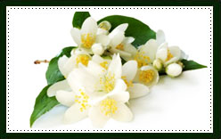 Jasmine Essential Oil