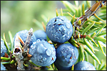Juniper