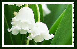 Lily-of-the-Valley