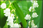 Lily of the Valley