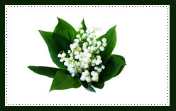 Lily-of-the-Valley