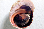 Operculum