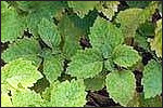 Patchouli