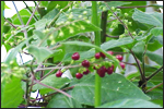 Patchouli