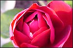 Rose Essential Oil