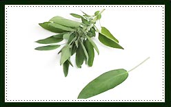 Sage