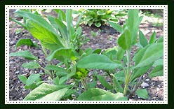 Sage