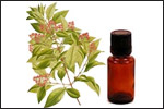 Sandalwood Essential Oil