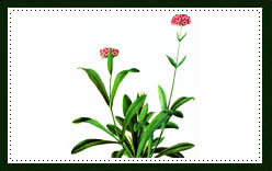 Spikenard