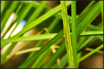 Vetiver