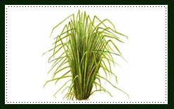 Vetiver