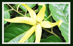 Ylang Ylang 