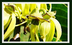 Ylang Ylang 